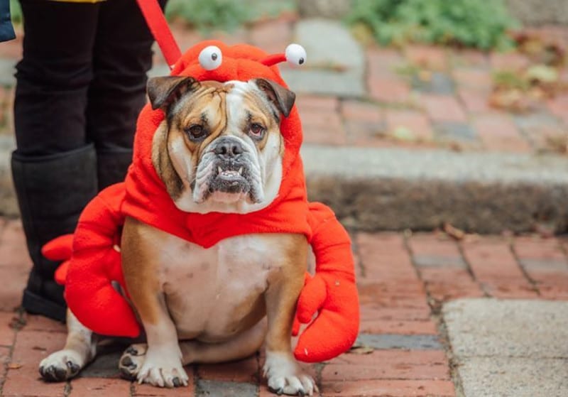 HOWLOWEEN Salem Bulldog dressed as Lobster
