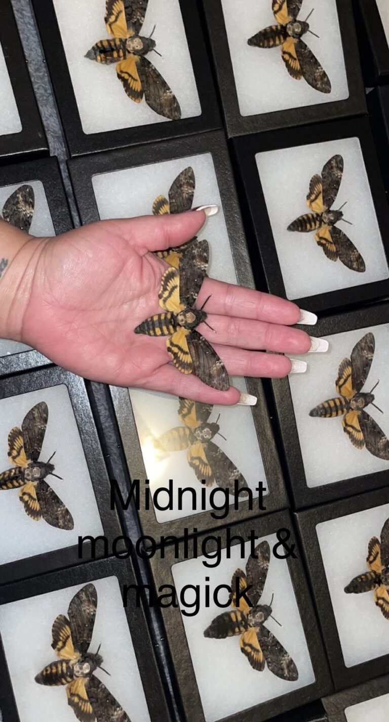 midnight moonlight magick framed moth curiosities haunted happenings marketplace salem ma 1 768x1424