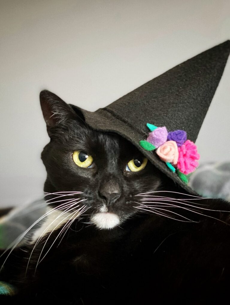 notso kitty black cat floral headpiece haunted happenings marketplace salem ma 1 768x1016