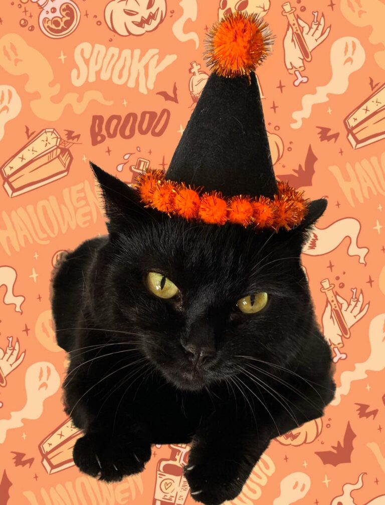 notso kitty spooky black cat portrait haunted happenings marketplace salem ma featured 1 768x1007
