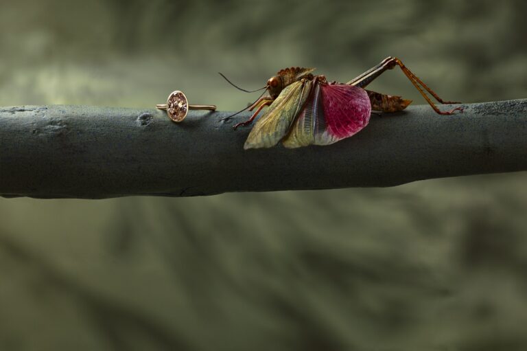 Jenni Stuart Fine Jewelry — bezel-set champagne diamond solitaire beside a pink-and-yellow-winged insect