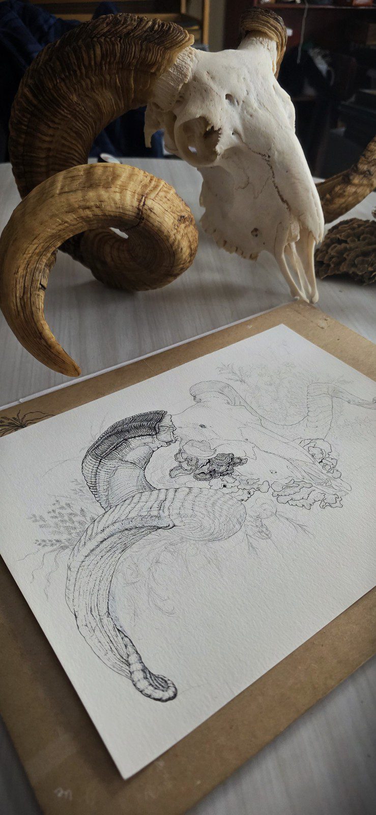 A hand-drawn ram skull illustration in progress beside a ram skull